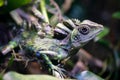 Great angle head lizard Gonocephalus grandis reptile macro image
