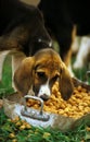 Great Anglo-French Tricolour Hound, Adult Eating Food