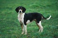 GREAT ANGLO-FRENCH TRICOLOUR HOUND, ADULT STANDING ON GRASS