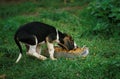 Great Anglo-French Tricolour Hound, Pup Eating Food