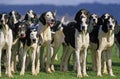 GREAT ANGLO-FRENCH WHITE AND BLACK HOUND, PACK OF ADULTS