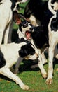 Great Anglo-French White and Black Hound, Pack with Two Fighting