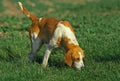 Great Anglo-French White and Orange Hound, Dog smelling Grass Royalty Free Stock Photo