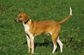 GREAT ANGLO-FRENCH WHITE AND ORANGE HOUND, MALE STANDING ON GRASS