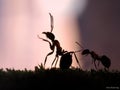 Great ants communicate with each other against