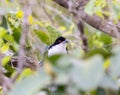 Great Antshrike (Taraba major) in Brazil