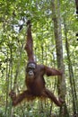 Great Ape on the tree. Central Bornean orangutan Pongo pygmaeus wurmbii in natural habitat. Wild nature in Tropical Rainforest Royalty Free Stock Photo