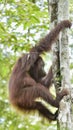 Great Ape on the tree. Central Bornean orangutan Pongo pygmaeus wurmbii in natural habitat. Wild nature in Tropical Rainforest Royalty Free Stock Photo