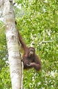 Great Ape on the tree. Central Bornean orangutan Pongo pygmaeus wurmbii in natural habitat. Wild nature in Tropical Rainforest Royalty Free Stock Photo