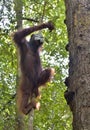 Great Ape on the tree. Central Bornean orangutan Pongo pygmaeus wurmbii in natural habitat. Wild nature in Tropical Rainforest Royalty Free Stock Photo