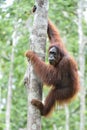 Great Ape on the tree. Central Bornean orangutan Pongo pygmaeus wurmbii in natural habitat. Wild nature in Tropical Rainforest Royalty Free Stock Photo