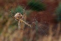Great argiope argentata behind the cobweb Royalty Free Stock Photo