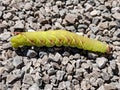 Great Ash Sphinx Moth caterpillar Royalty Free Stock Photo