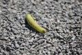 Great Ash Sphinx Moth caterpillar Royalty Free Stock Photo