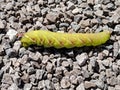 Great Ash Sphinx Moth caterpillar Royalty Free Stock Photo