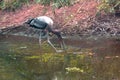 Asian Great Painted Stork fishing in lake water, India