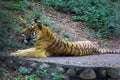 Asian Tiger in zoological park, India