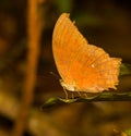 The great assyrian butterfly on leaf Royalty Free Stock Photo