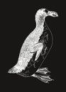 Great auk extinct flightless bird Royalty Free Stock Photo