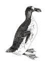 Great auk extinct flightless bird Royalty Free Stock Photo