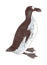 Great auk extinct flightless bird Royalty Free Stock Photo