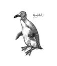 Great auk. Flightless alcid. Penguin. Extinct species. Engraved Hand drawn vector illustration in woodcut Graphic Royalty Free Stock Photo