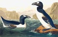 Great Auk