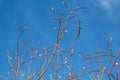 Spring branch young willow, and the clear blue blue sky Royalty Free Stock Photo