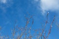 Spring branch young willow, and the clear blue blue sky Royalty Free Stock Photo