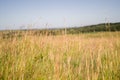 Great background of tall grass and nature Royalty Free Stock Photo