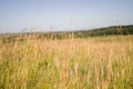 Great background of tall grass and nature