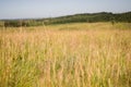 Great background of tall grass and nature Royalty Free Stock Photo