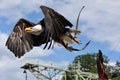 Great bald eagle fly against the blue sky from his master