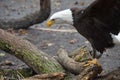 Great Bald Eagle