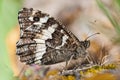 Great banded grayling Brintesia or Aulocera circe butterfly Royalty Free Stock Photo