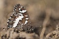 Great banded grayling Brintesia or Aulocera circe butterfly Royalty Free Stock Photo