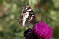 Great Banded Grayling butterfly Royalty Free Stock Photo