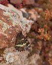 Lichen covered rocks with Great Banded Grayling Royalty Free Stock Photo