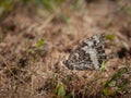 A great banded grayling butterfly resting on dry grass Royalty Free Stock Photo