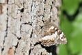 Great Banded Grayling sunbasking on an oak tree Royalty Free Stock Photo