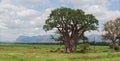 Great baobab tree west of Hoedspruit, South Africa Royalty Free Stock Photo