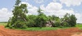 Great baobab tree west of Hoedspruit, South Africa