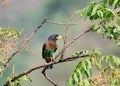 Great barbet Royalty Free Stock Photo