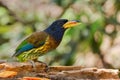 Great barbet Psilopogon virens Royalty Free Stock Photo