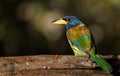 Great barbet Royalty Free Stock Photo