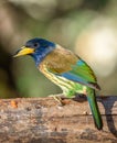 Great barbet Royalty Free Stock Photo