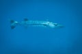 Great Barracuda in the deap blue Royalty Free Stock Photo