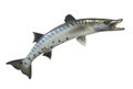 Great Barracuda fish, isolated