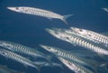 Great Barracuda juv.(Sphyraena barracuda) Royalty Free Stock Photo