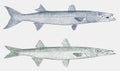 Great barracuda and northern sennet in side view Royalty Free Stock Photo